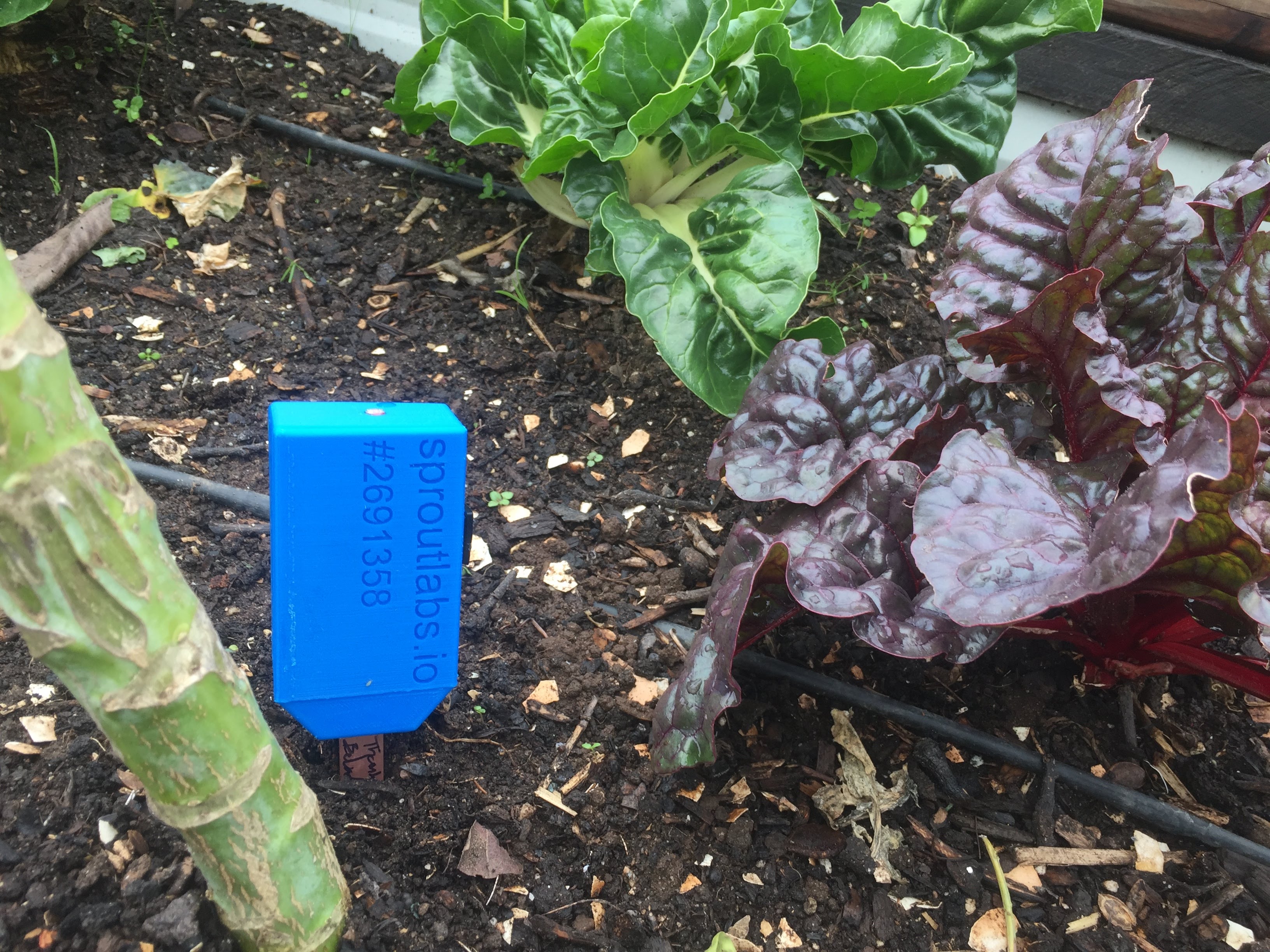 LifeLab 裡的某個小植物床